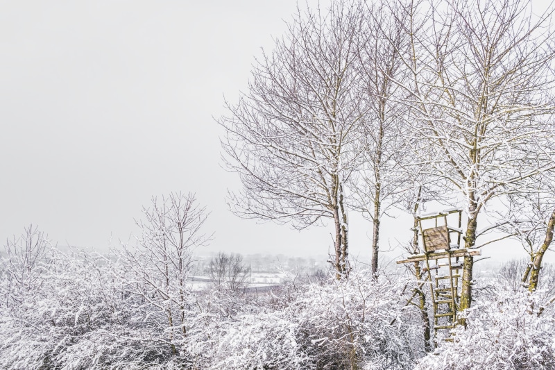 bear, platform, forest, treehouse, white, winter, snow, trees, tranquil scene, field, frigid, covered, frost, tree, 5K, tranquility, land, no people, plant