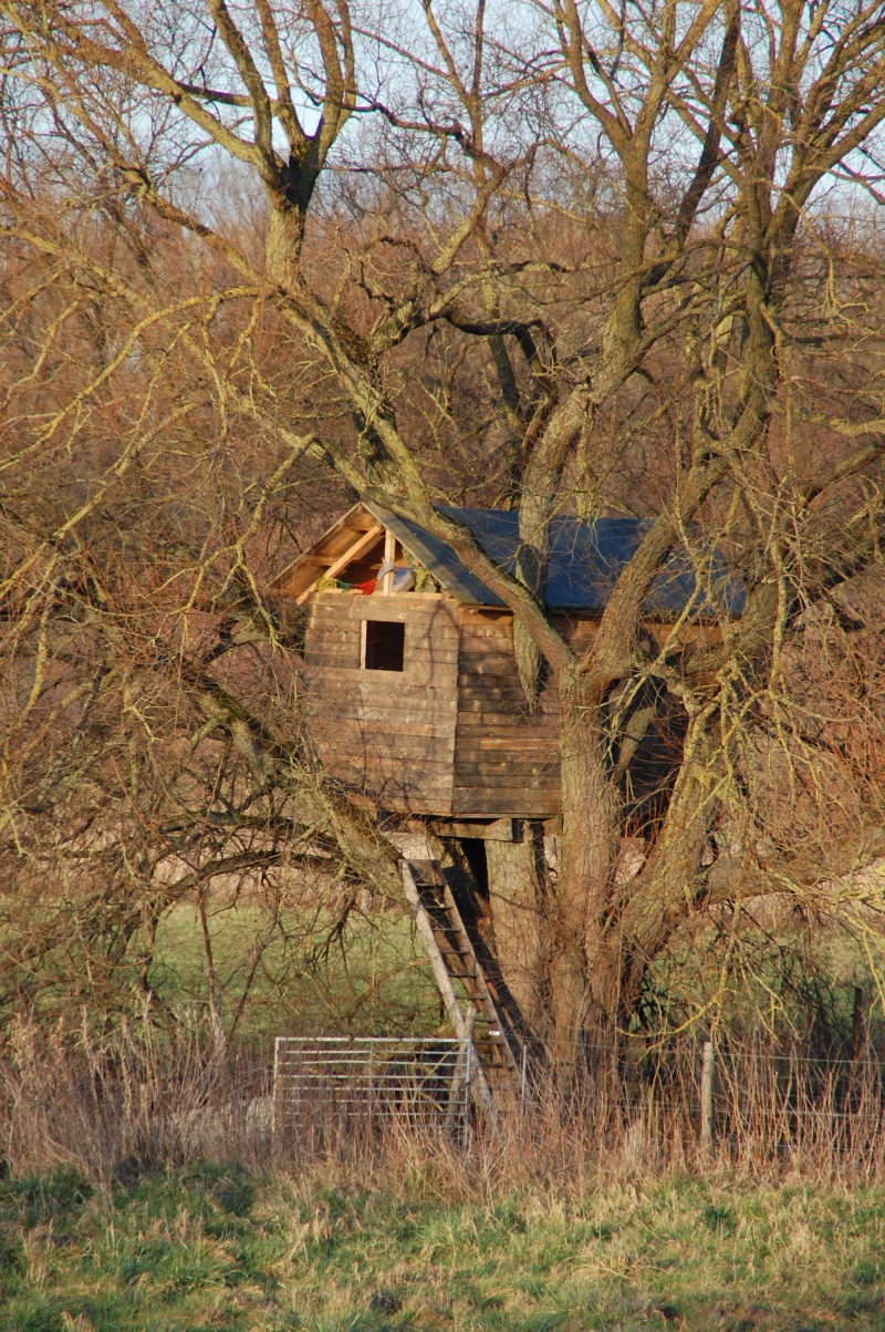 plant, field, 2K, no people, house, birdhouse, land, building, cabin, treehouse, bare tree, take refuge, day, architecture, grass, branch, outdoors, nature