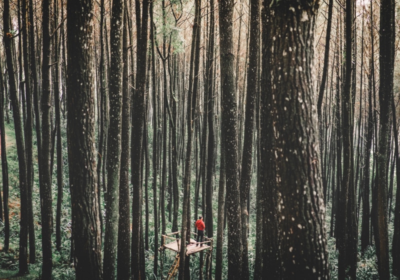 trees, land, one person, growth, grass, bamboo grove, plant, wood, nature, tranquil scene, scenics - nature, man, shirt, outdoors, non-urban scene, standing