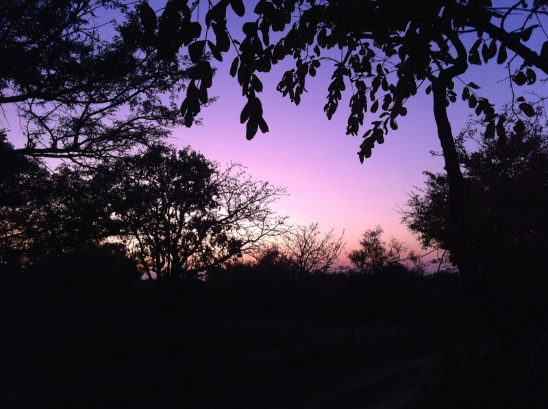 2K, land, tree, dusk, non-urban scene, beauty in nature, silhouette, south africa, no people, field, nature, growth, sunset, idyllic, dark, sunrise, tranquility