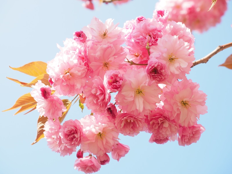 prunus serrulata, branch, 4K, japanese, oriental cherry, fragility, springtime, pink, petal, spring, cherry blossom, flowering twig, ornamental plant