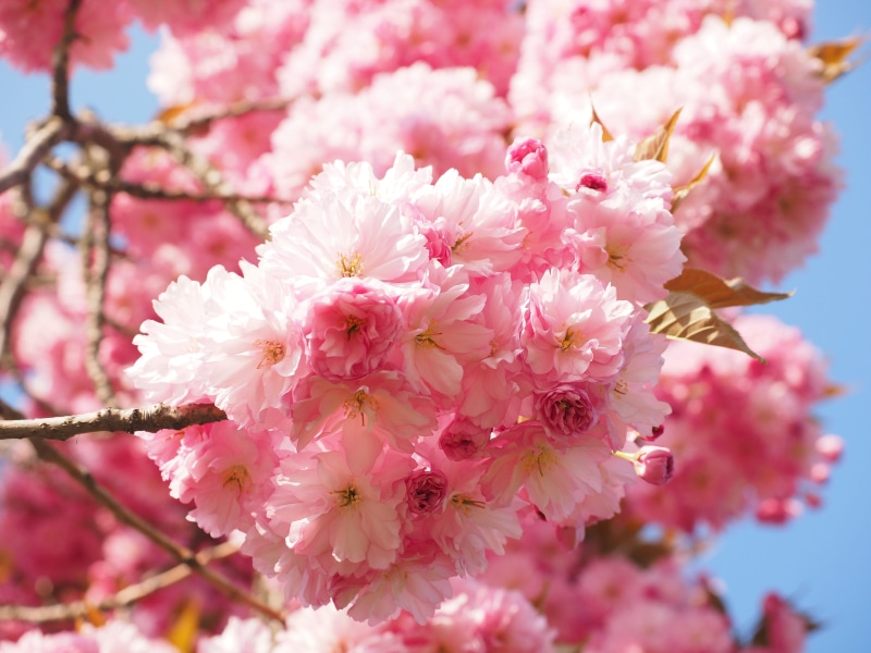 plum blossom, japanese flowering cherry, rosaceae, close-up, no people, pollen, prunus serrulata, day, bloom, nature, tree, flower head, ornamental cherry