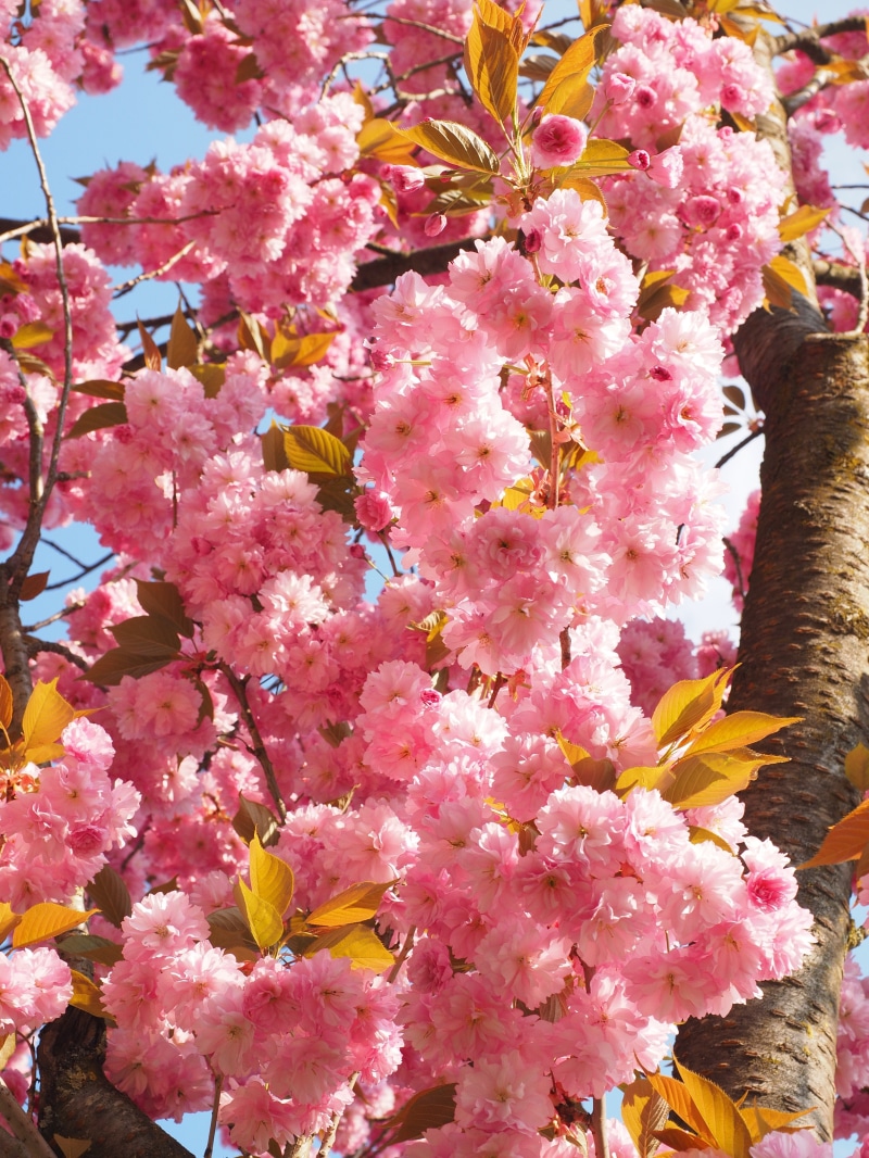 flower, cherry, freshness, fragility, rose family, pink color, bud, outdoors, yoshino, ornamental cherry, prunus, petal, inflorescence, bouquet, smell