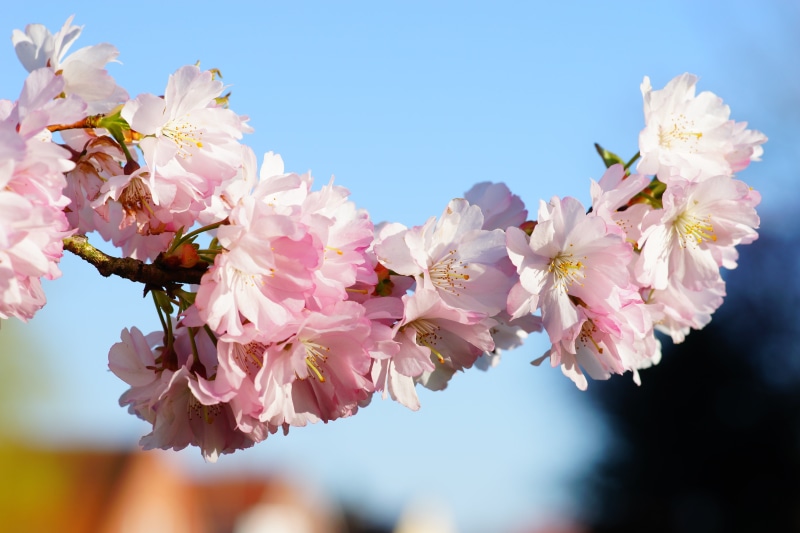 east asian cherry, flowering twig, fragility, japanese cherry trees, japanese culture, pollen, plant, no people, close-up, petal, cherry blossom, pink Color