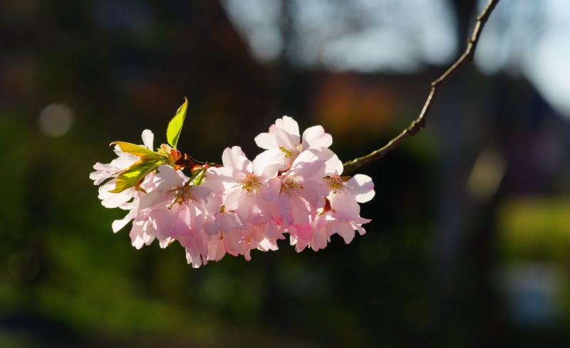 blossom, pink, plant, Cherry Blossom, oriental cherry, yoshino-cherry, inflorescence, tradition, fragility, rose family, no people, japanese culture, bloom
