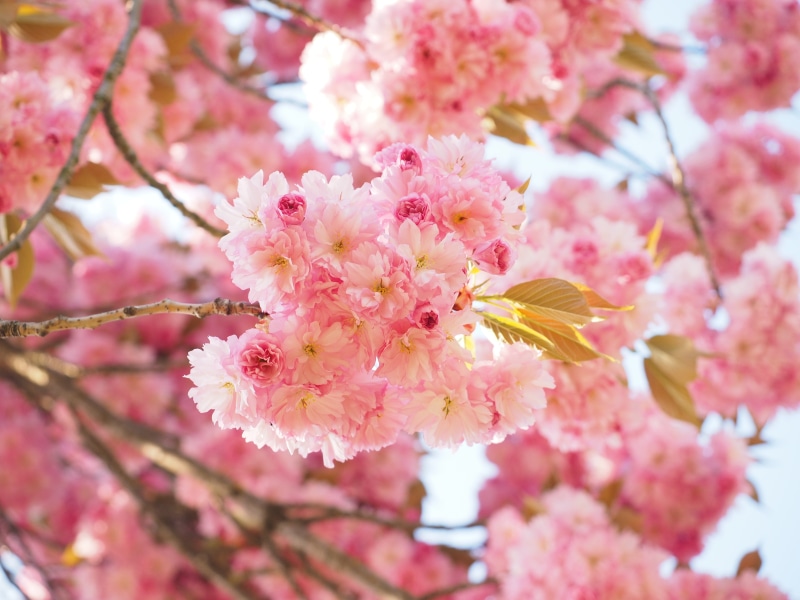 vulnerability, smell, 4K, nature, japanese, flowering twig, branch, petal, cherry blossom, pink color, flowering plant, flower, blossom, yoshino, rose family