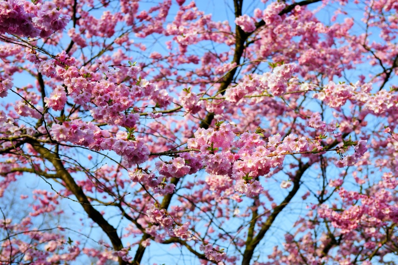 japanese cherry, bud, flowering twig, fragility, tree, no people, japanese cherry trees, japanese culture, bloom, freshness, grannenkirsche, pink, plum blossom