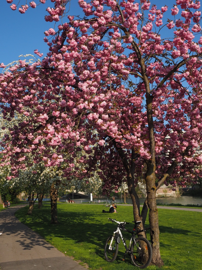 outdoors, fragility, grass, growth, prunus, tree, ornamental plant, spring, japanese cherry trees, pink color, day, oriental cherry, transportation, flowering plant