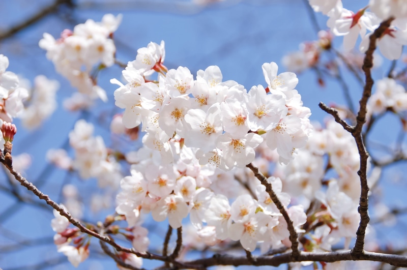 fragility, outdoors, 2K, pollen, cherry blossom viewing, petal, flower, white color, day, yoshino cherry tree, vulnerability, cherry blossom, plum blossom
