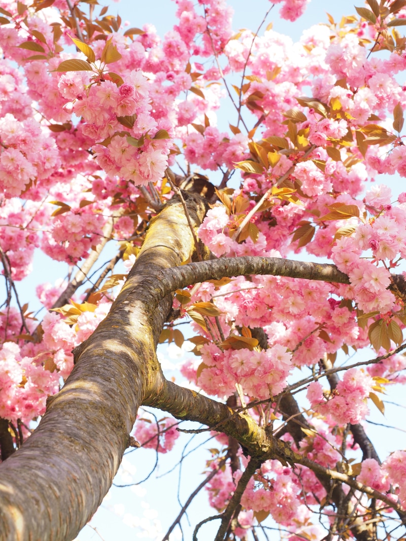 cherry tree, grannenkirsche, yoshino, spring, flowering plant, freshness, ornamental cherry, oriental cherry, flower, beauty in nature, japanese culture