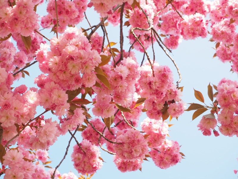 rosaceae, flower, flowering plant, yoshino-cherry, flowering twig, spring, cherry blossom, bloom, smell, prunus serrulata, oriental cherry, prunus, flowering