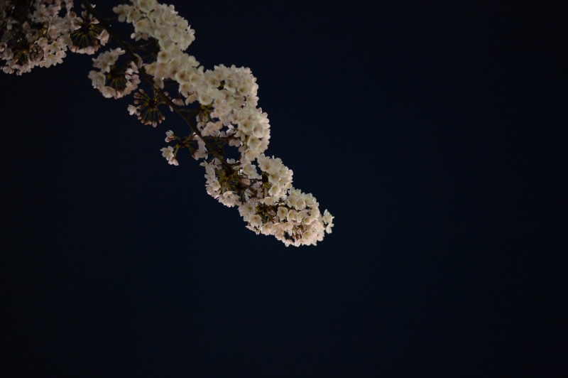 japan, cherry, cut out, petal, spring in japan, flowers, branch, nature, full bloom, spring, japan view, growth, japan spring, no people, night view, single object