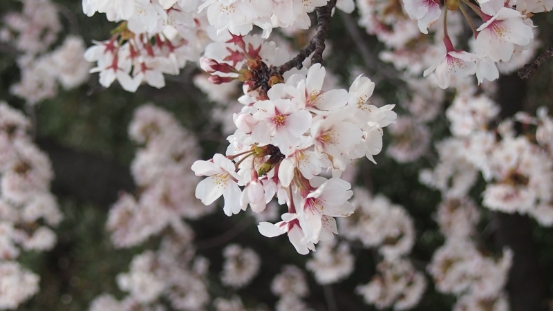 beauty in nature, spring in japan, cherry tree, cherry blossom, vulnerability, yoshino cherry tree, white color, flower Head, nature, springtime, no people