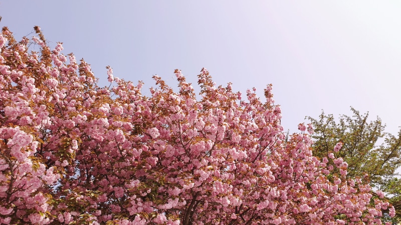 freshness, pink color, growth, cherry blossom, flowering plant, romantic, beauty in nature, yoshino cherry, blossom, low angle view, tree, no people, pink