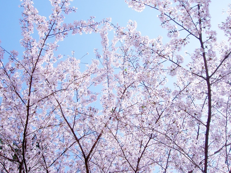 low angle view, 1080P, beauty in nature, sky, flowers, plant, spring flowers, growth, outdoors, cherry blossom, freshness, blossom, spring, flowering plant