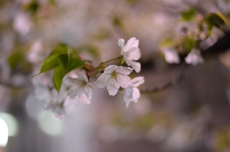 no People, in full bloom, cherry, yoshino cherry tree, views of japan, Cherry Blossoms, vulnerability, bright, pink, leaf, season, night cherry blossom