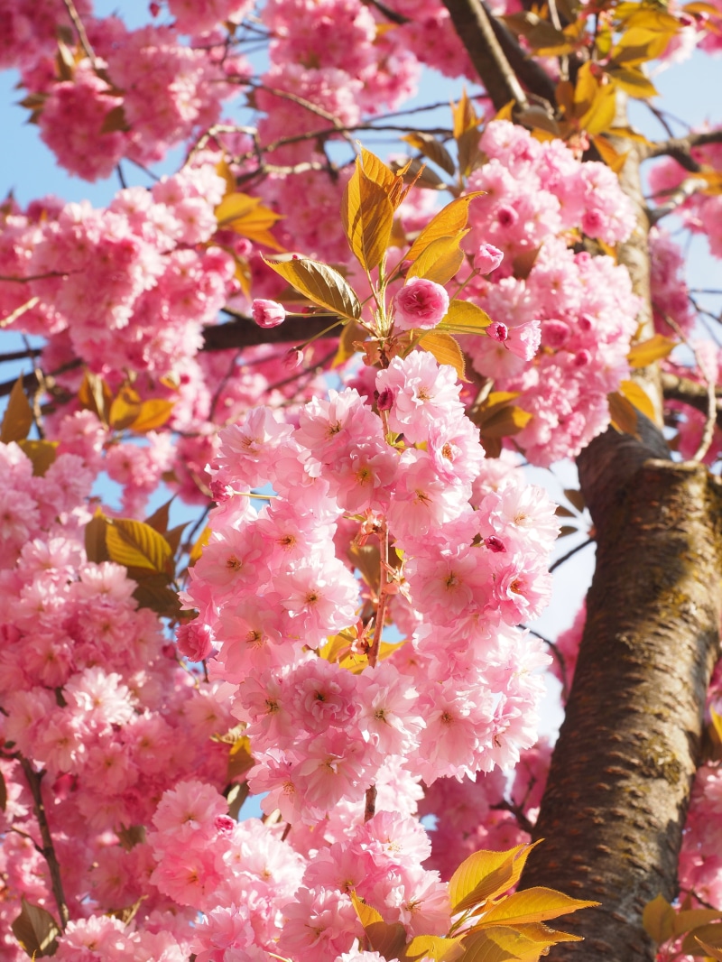 no people, vulnerability, prunus, smell, day, beauty in nature, 4K, oriental cherry, ornamental cherry, yoshino, grannenkirsche, cherry blossom, pink Color