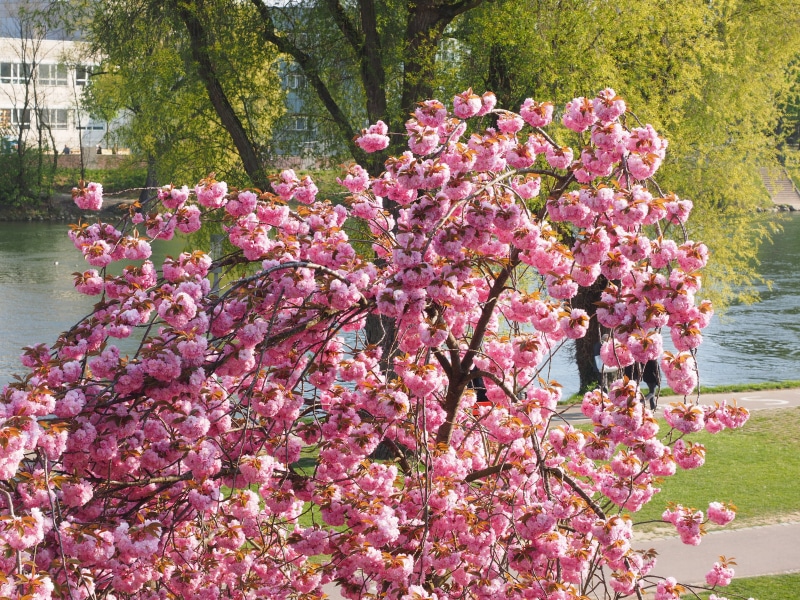 springtime, pink color, ornamental plant, botany, flowering plant, bank of the danube, outdoors, plant, oriental cherry, cherry tree, vulnerability, no people