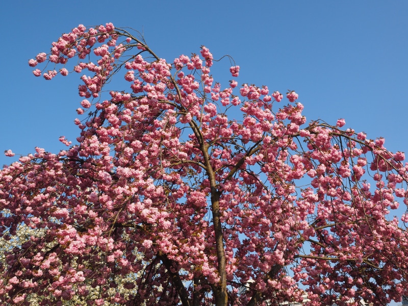 cherry tree, bloom, flowering plant, flower, pink color, spring, oriental cherry, rosaceae, nature, freshness, tree, japanese flowering cherry, beauty in nature