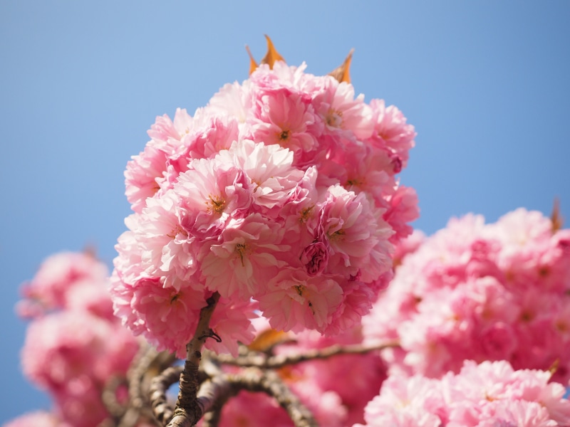 pink Color, tradition, flower Head, plant, east asian cherry, Smell, oriental cherry, fragility, petal, ornamental plant, Japanese Cherry, no People, 4K