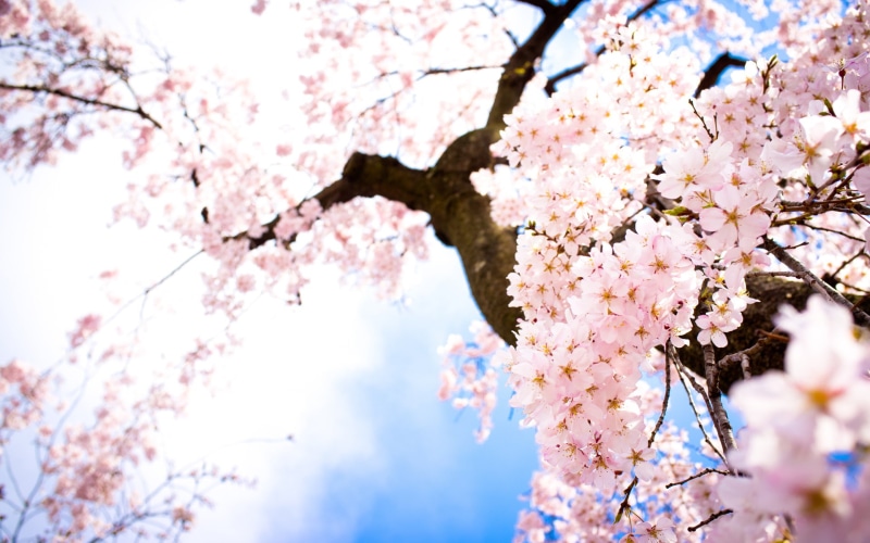 sunlight, pink, trees, skies, 1080P, blossoms, cherry, tree, yoshino