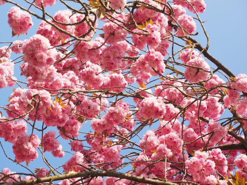 springtime, nature, low angle view, tree, flower head, plant, branch, fragility, tradition, blossom, flowering twig, cherry, growth, ornamental cherry