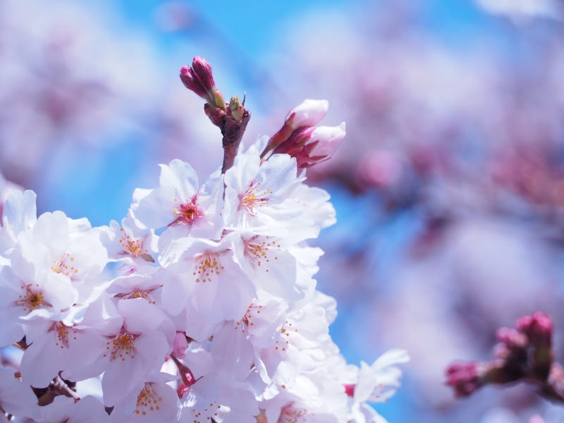 cherry, 4K, nature, white, close-up, flowers, spring, pollen, branch, outdoors, vulnerability, inflorescence, bunch of flowers, fragility, plant, plum blossom