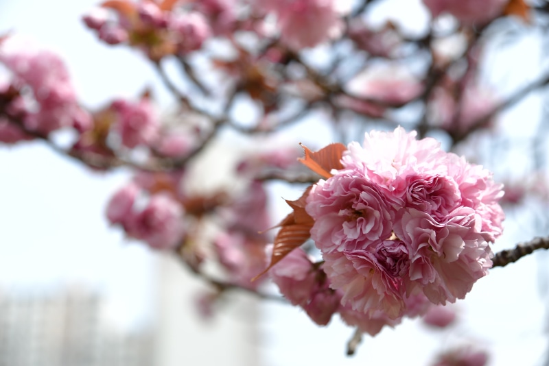 branch, cherry blossom, blossom, no people, day, freshness, springtime, quarter, yoshino cherry, beauty in nature, outdoors, 5K, plant, tree, pink color