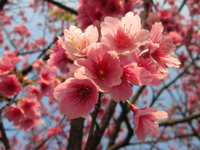 blossom, cherry blossom, 4K, flower head, branch, yoshino yīng, petal, inflorescence, plant, springtime, tree, japan, spring, no people, focus on foreground