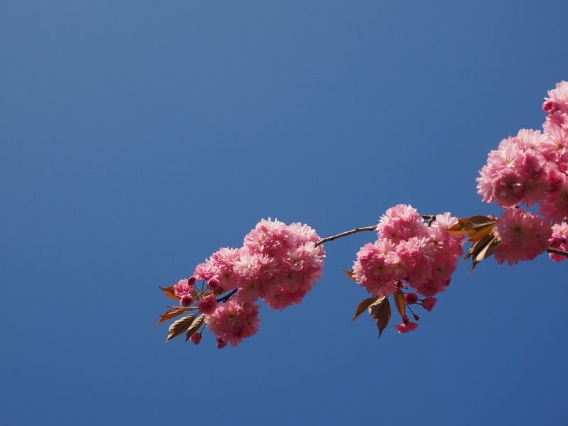 spring, outdoors, japanese cherry trees, low angle view, ornamental plant, cherry tree, vulnerability, sky, cherry blossom, clear sky, prunus, oriental cherry