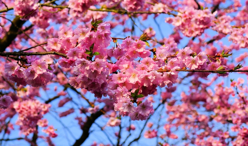 growth, ornamental cherry, flower, close-up, outdoors, smell, bunch of flowers, beauty in nature, flowering plant, yoshino, japanese, blossom, vulnerability