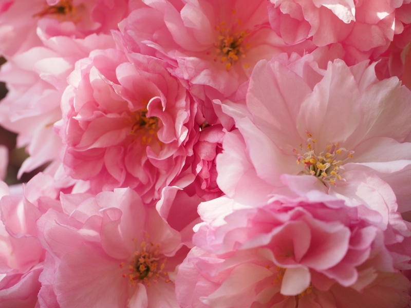 tree, yoshino, yoshino-cherry, pink Color, bouquet, east asian cherry, japanese cherry, beauty in nature, pink, growth, springtime, smell, photography