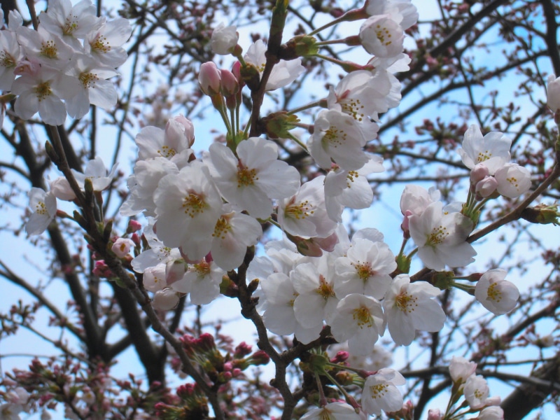 cherry blossom, cherry blossoms, blossom, white color, yoshino cherry tree, yokosuka, pollen, plant, freshness, pale pink, springtime, branch, petal, flower