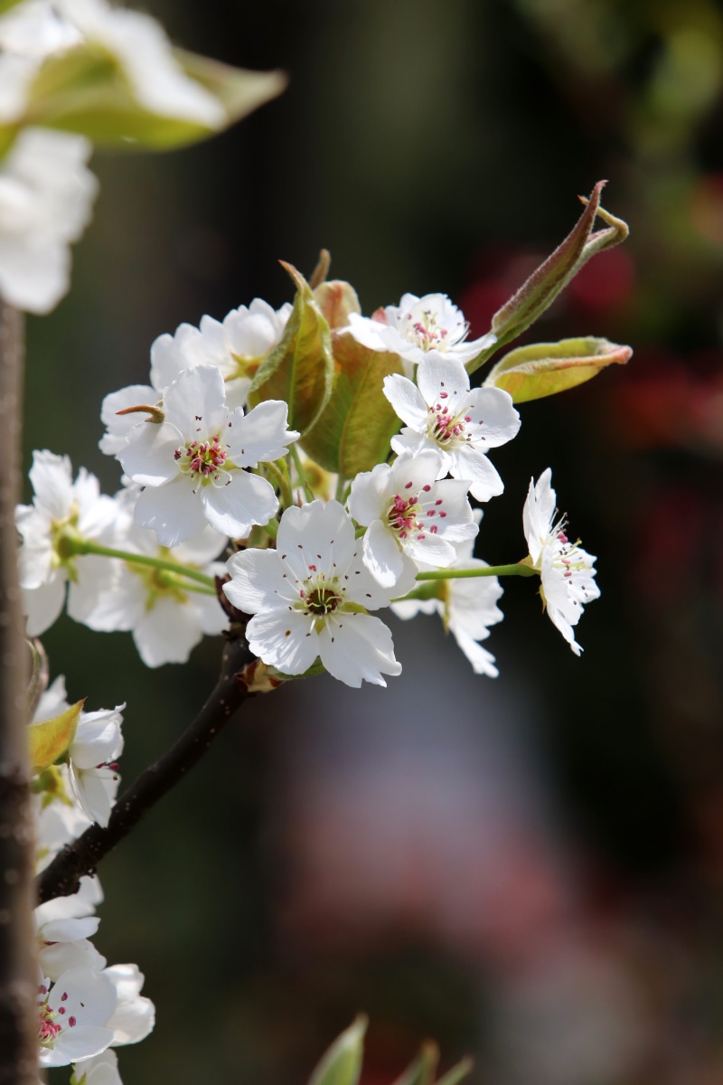 spring, no people, springtime, day, wood, nature, blossom, flowering, cherry tree, focus on foreground, outdoors, garden, freshness, growth, colorful, vulnerability