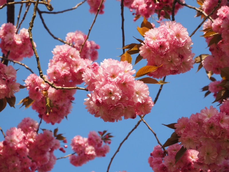 ornamental plant, springtime, flower head, outdoors, bloom, japanese cherry trees, branch, low angle view, cherry blossom, flowering twig, blossom, japanese flowering cherry