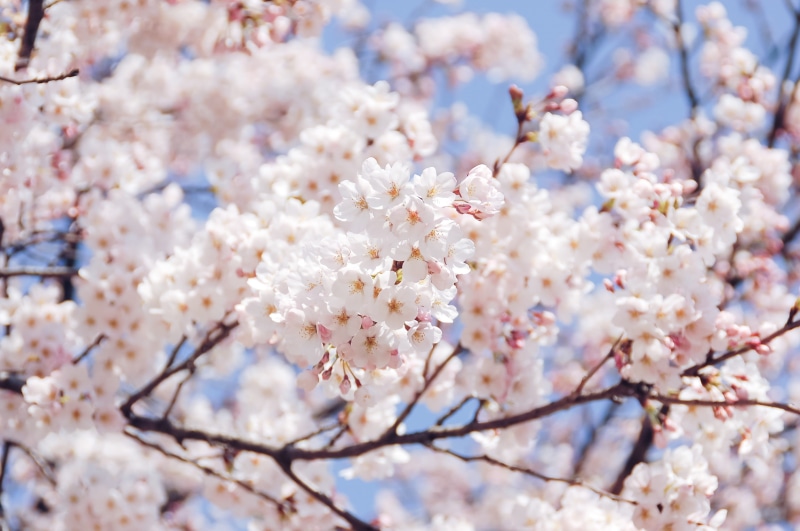 close-up, flowers, cherry blossom viewing, vulnerability, branch, springtime, nature, pink, flowering plant, cherry blossom, outdoors, fragility, flower