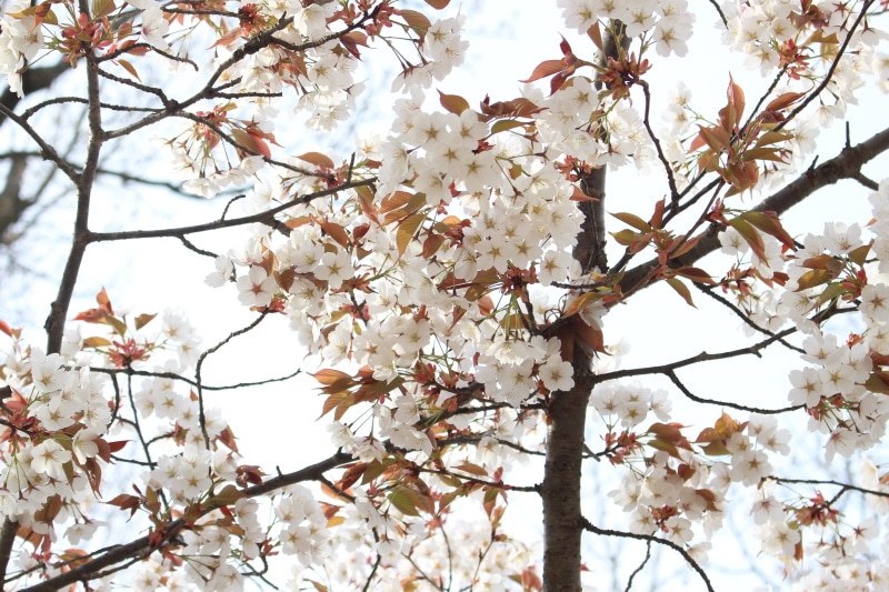 cool, tree, cherry, spring, flowers, nature, Japan, up, growth, cute, flower, outdoors, cherry blossom, freshness, low angle view, flower head, Yoshino Cherry Tree
