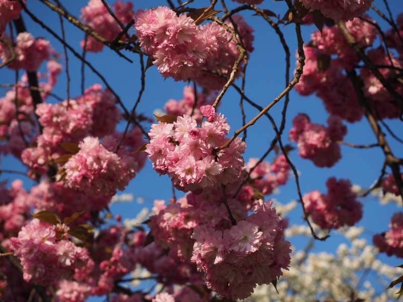 ornamental cherry, pink, cherry tree, grannenkirsche, japanese culture, japanese cherry, bunch of flowers, fragility, 4K, day, nature, bud, flowering twig