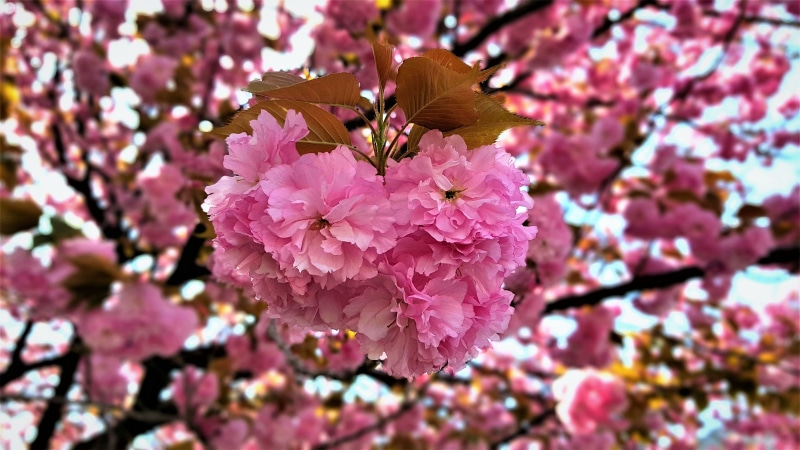 king triple cherry, tree, pink color, pollen, no people, flower head, growth, plants, inflorescence, spring, pollination, cherry blossom, day, petal, cherry tree