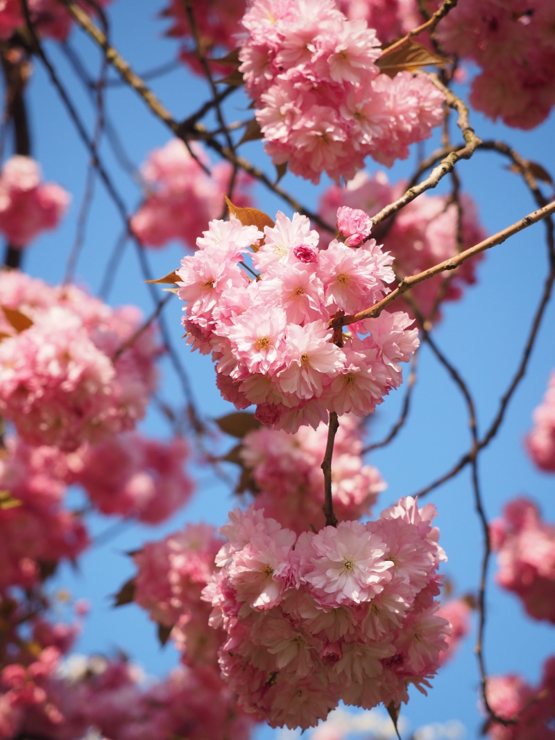 bloom, yoshino-cherry, inflorescence, beauty in nature, blossom, ornamental plant, pink color, flower head, plum blossom, pollen, prunus serrulata, japanese culture