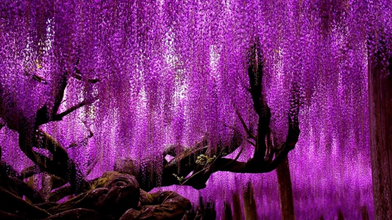spring, bloom, wisteria, purple tree, 1080P, asia, japan, ashikaga flower park, ashikaga, blooming tree, amazing, wisteria tree, stunning