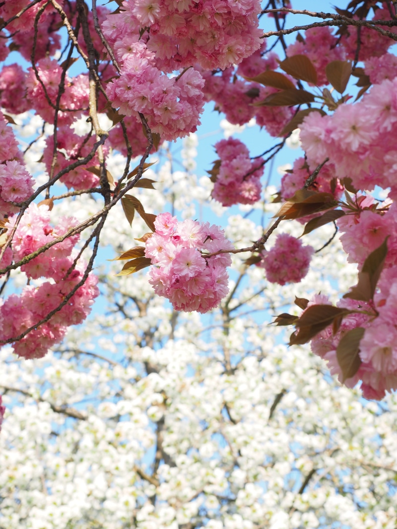 Smell, bloom, oriental cherry, ornamental plant, cherry, east asian cherry, springtime, blütenmeer, close-up, bunch of flowers, prunus, ornamental cherry