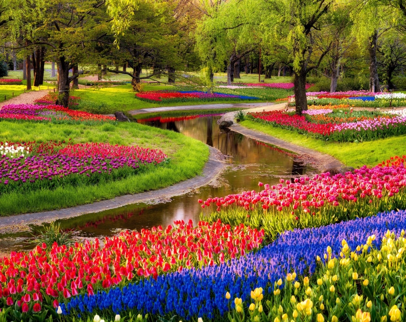 flowerbed, showakinen, gardening, tokyoprefecture, flower head, formal garden, beauty in nature, Colorful, flowering plant, color, garden, tulip, Flower