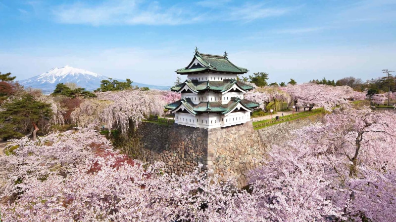 Sakura, castle, Hirosaki, spring, mountain, the island of Honshu, 1080P, flowering, Aomori Prefecture, Japan