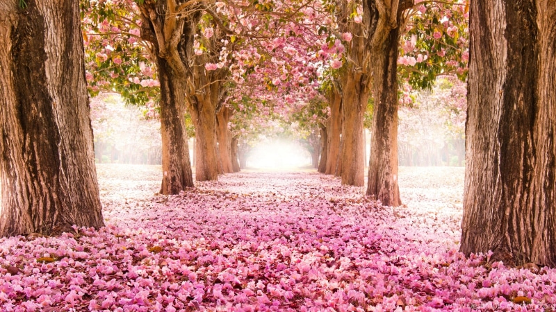 desktop, park - man made space, tree, outdoors, pink color, the way forward, blossom, springtime, diminishing perspective, beauty in nature, day, 4K, spring
