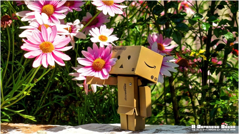 plant part, fragility, vulnerability, toy, 720P, purple, no people, spring, nature, flower head, sunlight, growth, Japanese, outdoors, day, pink color