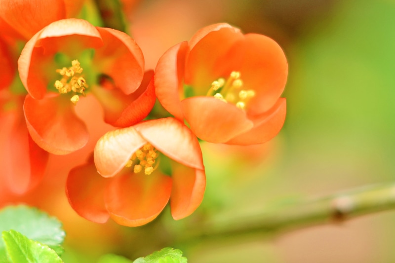 NIKKOR, pink, Aoba Ward, Dull, F/1, CLOSE-UP, flower, flower Head, Maleae, Kanagawa, Yokohama, 2K, Color  Orange, ボケ, Cho, beauty In Nature, photography