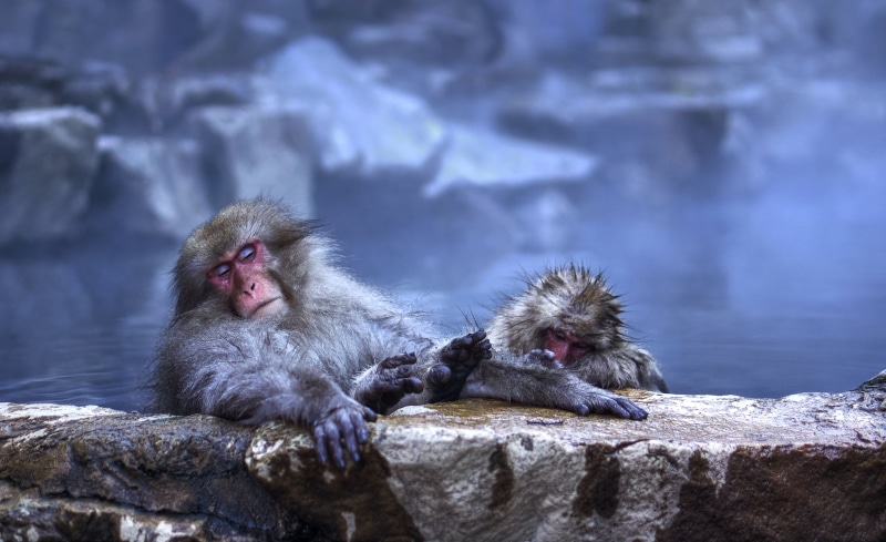 asia, ape, RAW, animal, monkey, Quality, hot Spring, nagano Prefecture, soak, jigokudani, nature, NEX-6, wildlife, bath, mammal, brown, day, japanese Macaque