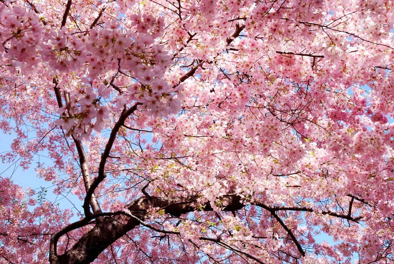pink, japan, branch, petals, east, 桜ーサクラ, sakura, beautiful, nature, 8K, spring
