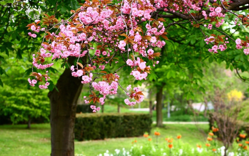 Bloom, Tree, Pink, 2K, Spring, Park, Flowers, full